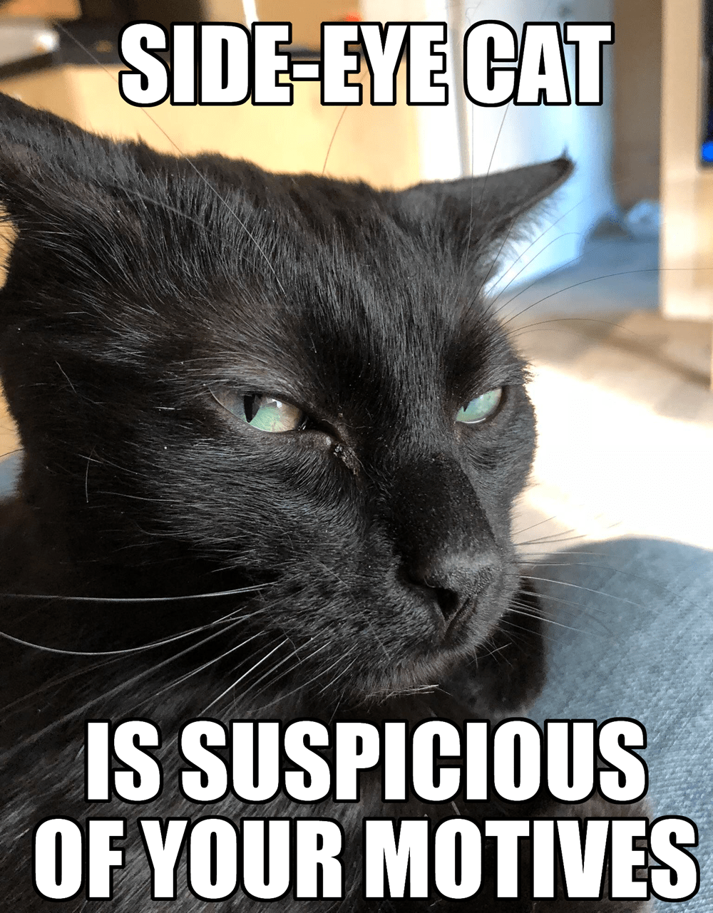Lookin' sus - Lolcats - lol, cat memes, funny cats, funny cat  pictures with words on them, funny pictures, lol cat memes