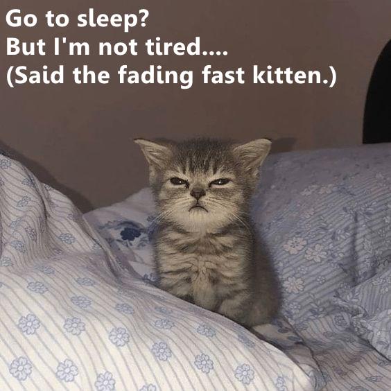 But I'm not tired.... Lolcats lol cat memes funny cats funny