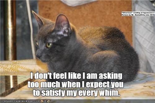 After all, I am a cat, I deserve it - Lolcats - lol | cat memes | funny ...