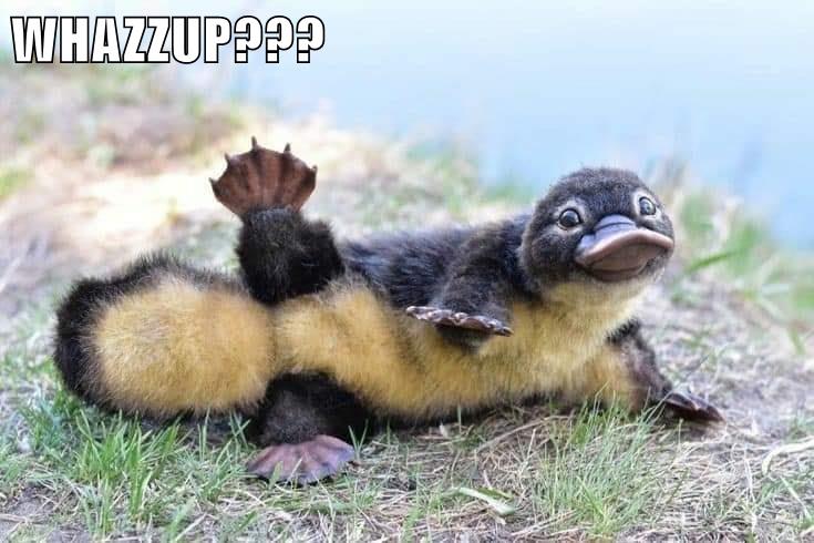 WHAZZUP??? - Animal Comedy - Animal Comedy, funny animals, animal gifs