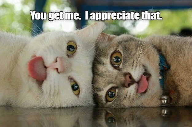 You get me - Lolcats - lol | cat memes | funny cats | funny cat ...