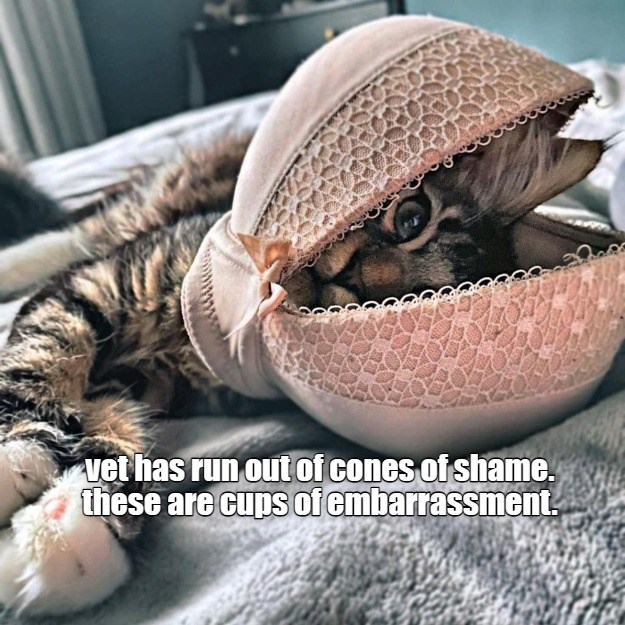 vet has run out of cones of shame Lolcats lol cat memes funny cats funny cat pictures