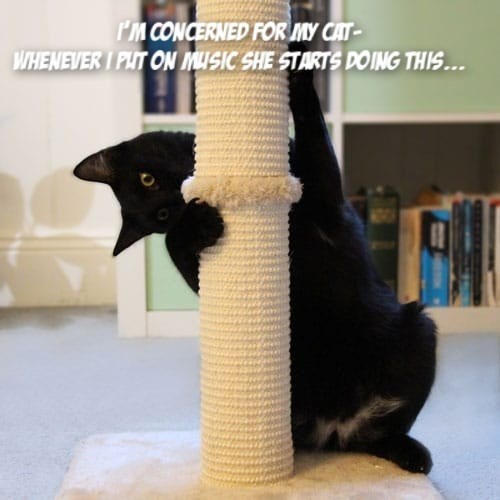 Am I raising a pole cat? - Lolcats - lol | cat memes | funny cats ...