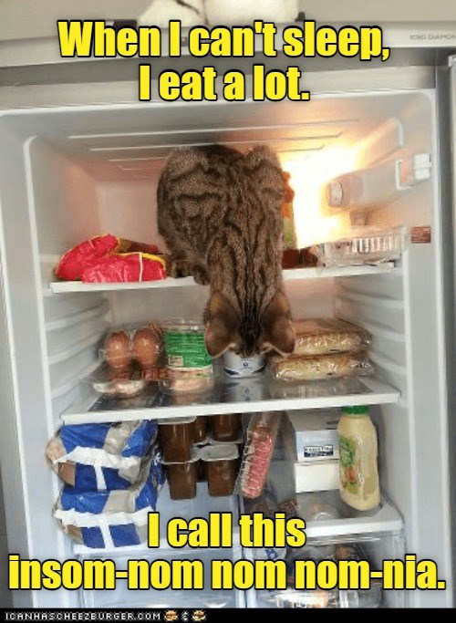 Midnight snacking on a larger scale - Lolcats - lol | cat memes | funny ...