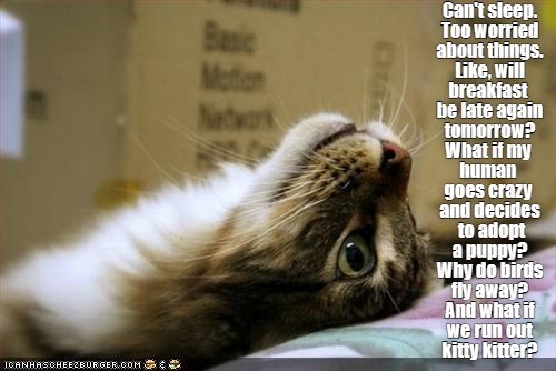 Can't sleep - Lolcats - lol | cat memes | funny cats | funny cat ...