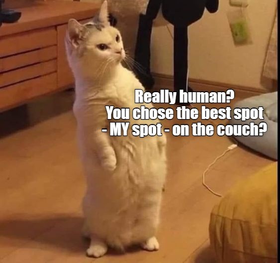 How dare you! - Lolcats - lol | cat memes | funny cats | funny cat ...