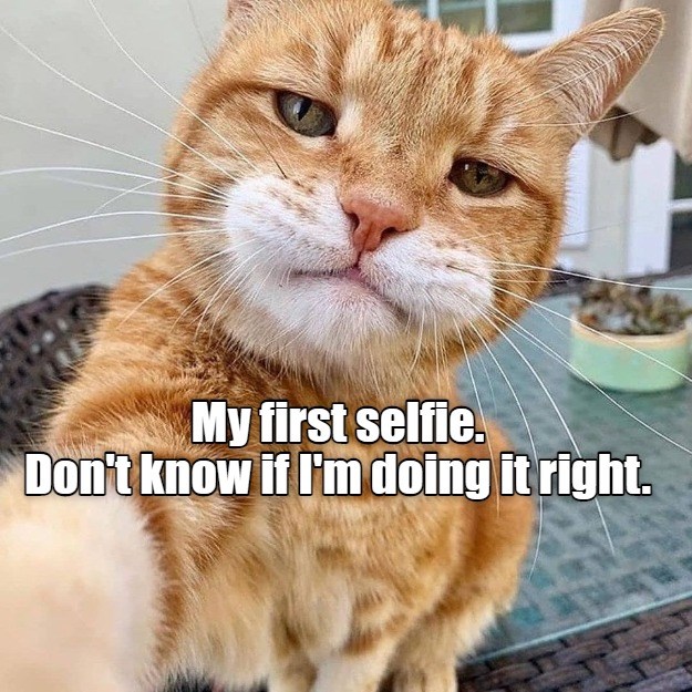 But I captured the expression... - Lolcats - lol | cat memes | funny ...