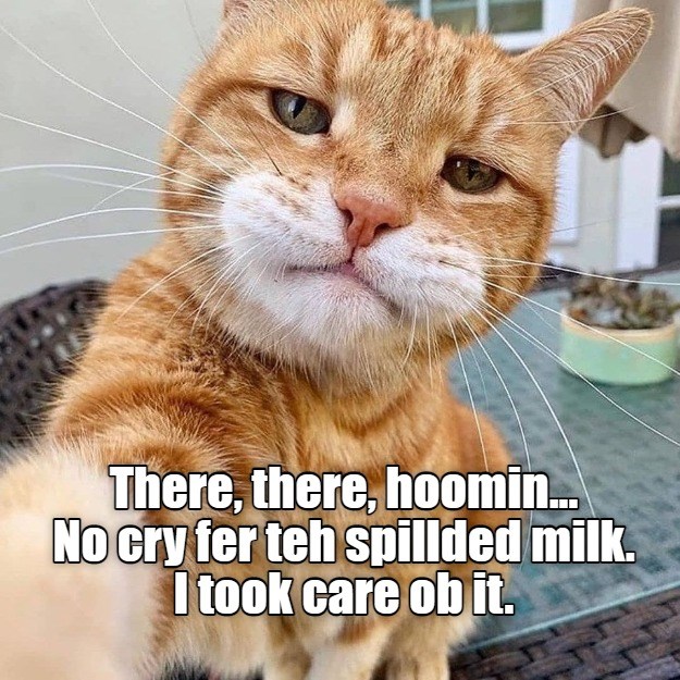 T'was delish... - Lolcats - lol | cat memes | funny cats | funny cat ...