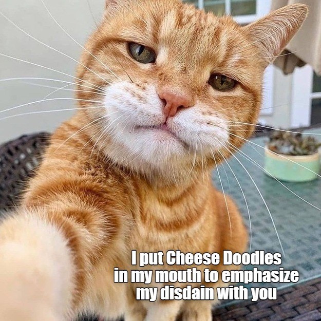 Cheese Doodle Disdain Lolcats lol cat memes funny cats funny