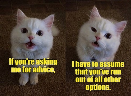 cats give good advice always - I Can Has Cheezburger?