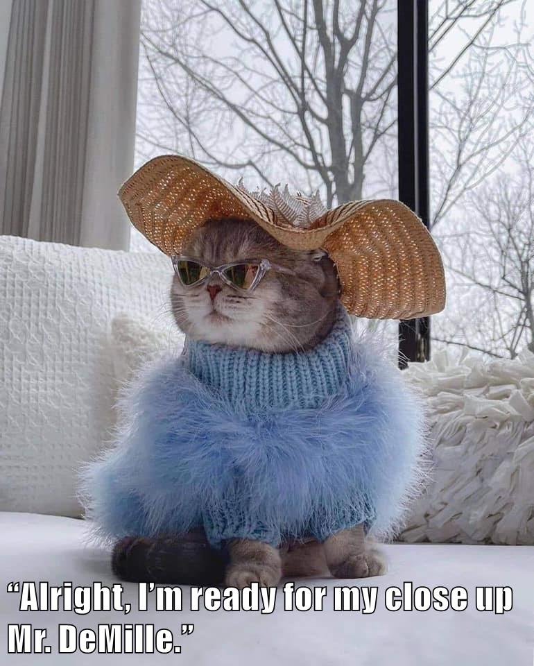 “Alright, I’m ready for my close up Mr. DeMille.” - Lolcats - lol | cat ...