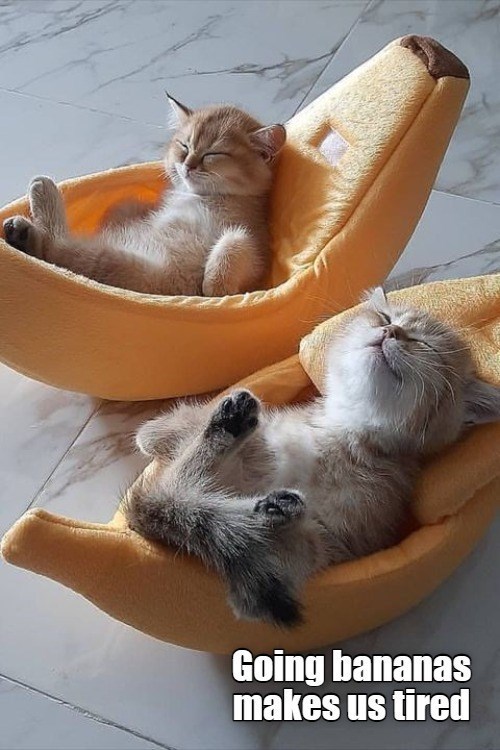 going bananas I Can Has Cheezburger?