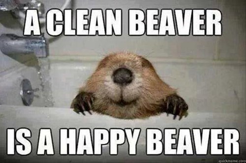 31 Funny Beauty Memes You'll Love, The Funny Beaver in 2023