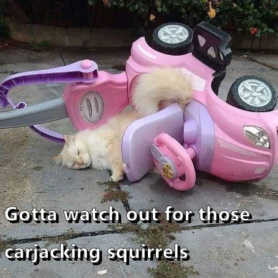 Gotta watch out for those carjacking squirrels Lolcats lol cat