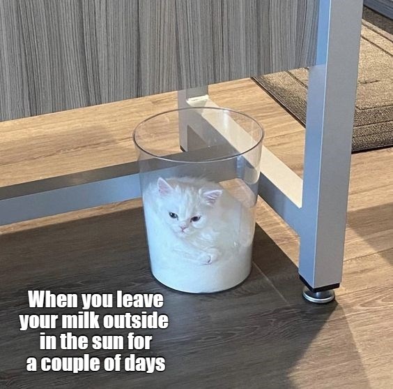 It Turns Into Cat Yogurt Lolcats lol cat memes funny cats