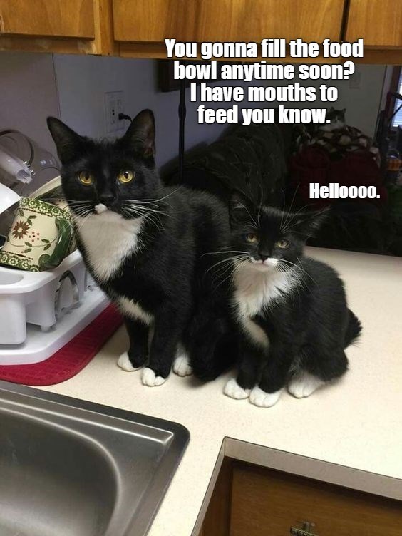 Helloooo - Lolcats - lol | cat memes | funny cats | funny cat pictures ...