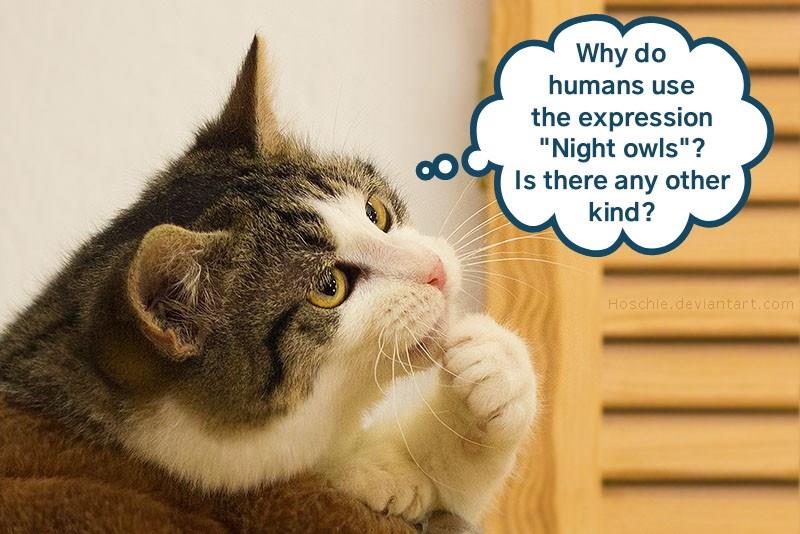 Kitteh contemplates a tautology Lolcats lol cat memes funny