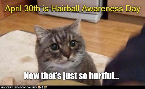 Hairball Awareness Day - I Can Has Cheezburger?