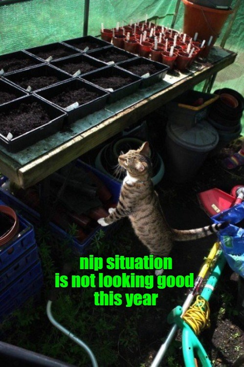 Not looking good - Lolcats - lol | cat memes | funny cats | funny cat ...