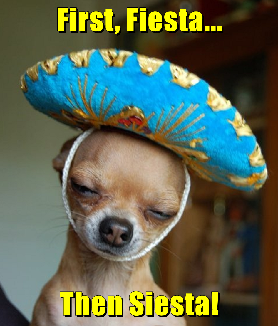 First, Fiesta... Then Siesta! - I Has A Hotdog - Dog Pictures - Funny ...