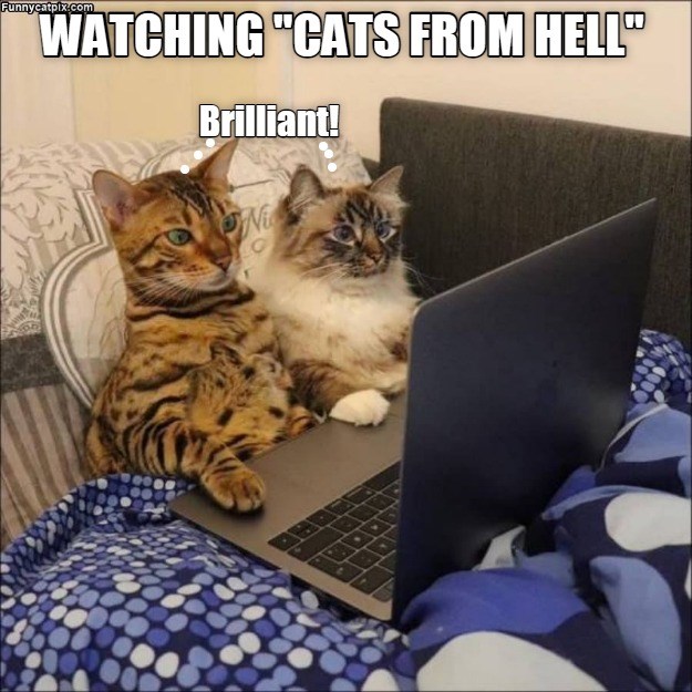 Cats from hell - Lolcats - lol | cat memes | funny cats | funny cat ...