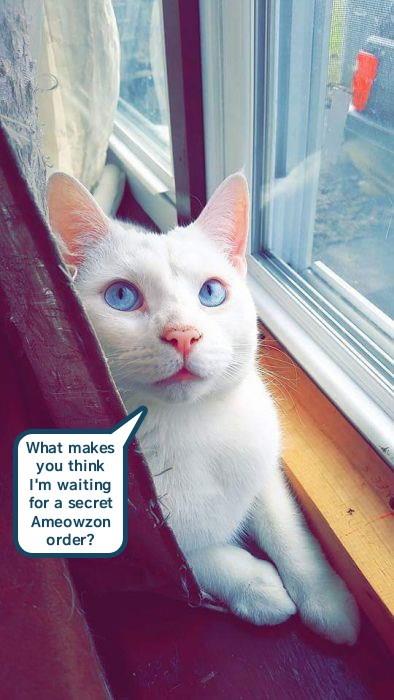 a-prime-example-of-groundless-suspicion-lolcats-lol-cat-memes