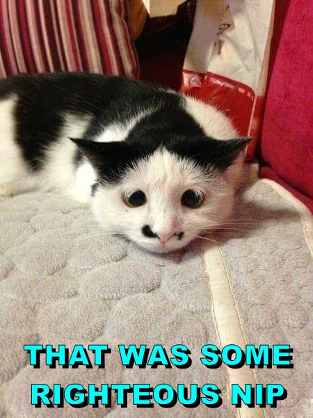 THAT WAS SOME RIGHTEOUS NIP - Lolcats - lol | cat memes | funny cats ...