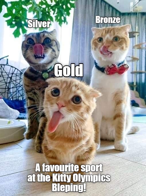 Kitty Olympics Lolcats lol cat memes funny cats funny cat