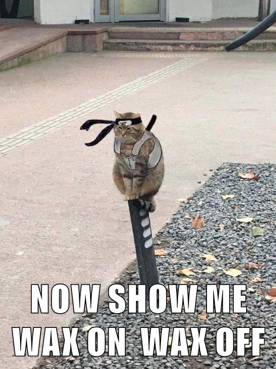 NOW SHOW ME WAX ON WAX OFF Lolcats lol cat memes funny cats
