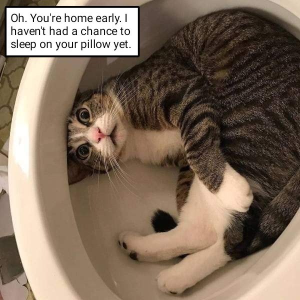 Oh. Hi... - Lolcats - lol | cat memes | funny cats | funny cat pictures ...