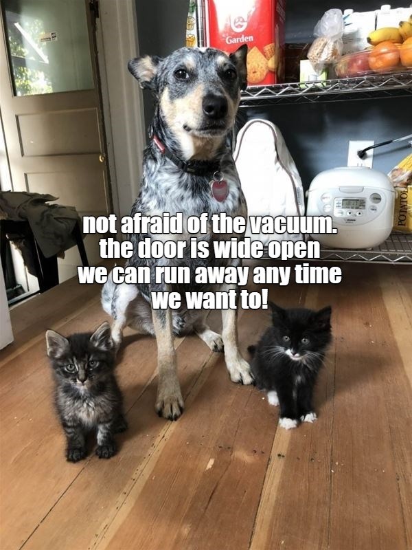 Not afraid of the vacuum I Has A Hotdog Dog Pictures Funny