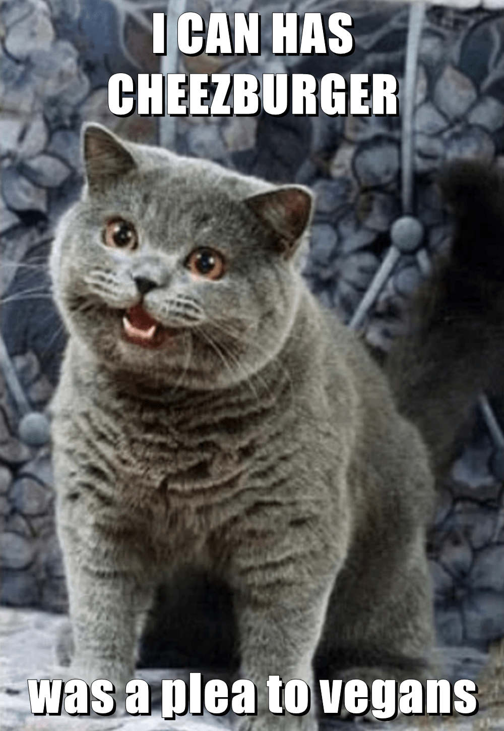I CAN HAS CHEEZBURGER was a plea to vegans Lolcats lol cat memes