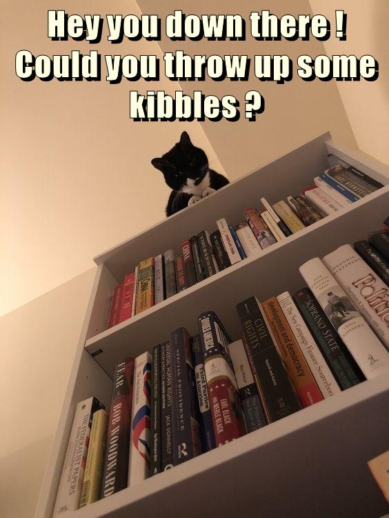 Hey you down there ! Could you throw up some kibbles ? Lolcats lol