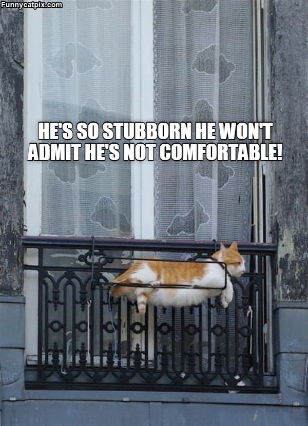 So Stubborn - Lolcats - lol | cat memes | funny cats | funny cat ...