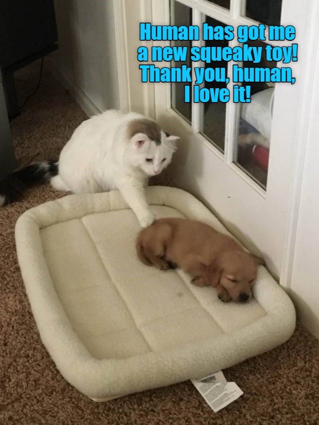 Thank you, human, I love it! - Lolcats - lol | cat memes | funny cats ...