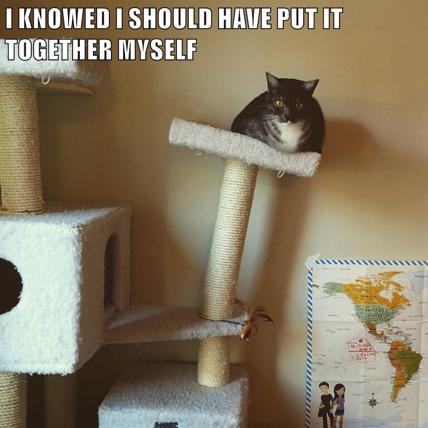 SHOULD HAVE PUT IT TOGETHER MYSELF - Lolcats - lol | cat memes | funny ...