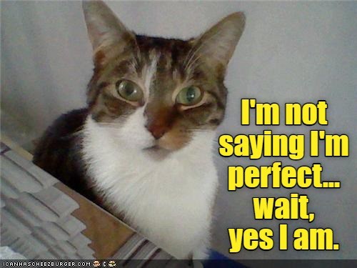 No room for improvement. - Lolcats - lol | cat memes | funny cats ...