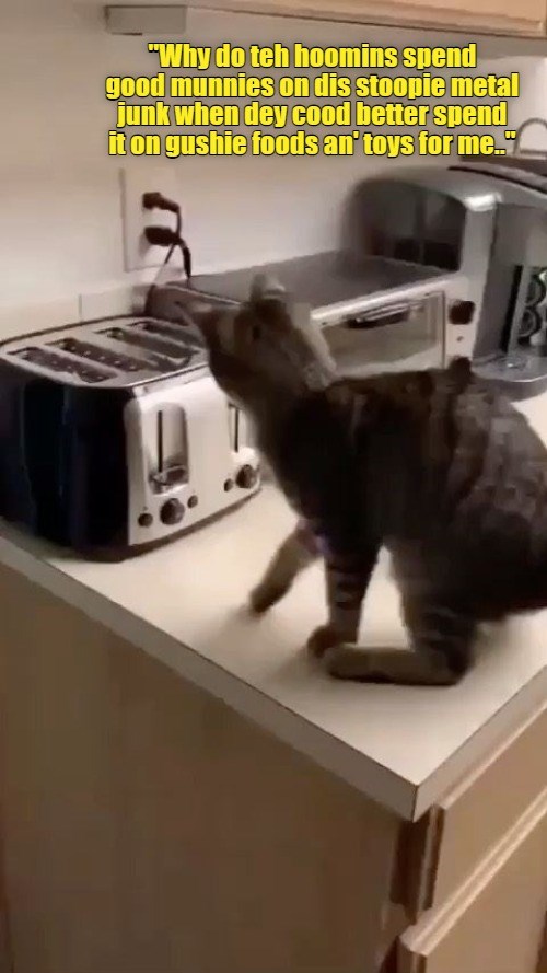 Kittie discovers a basic error in the human's budgeting process