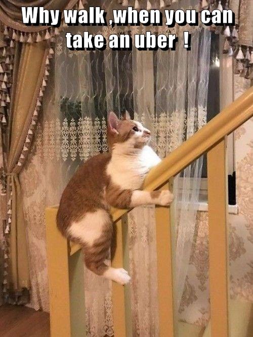 Why walk ,when you can take an uber ! Lolcats lol cat memes