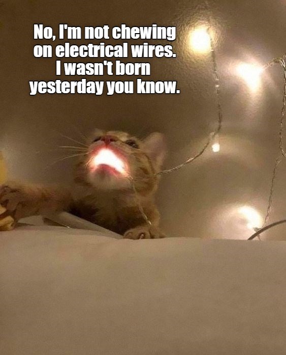 Definitely not chewing Lolcats lol cat memes funny cats funny