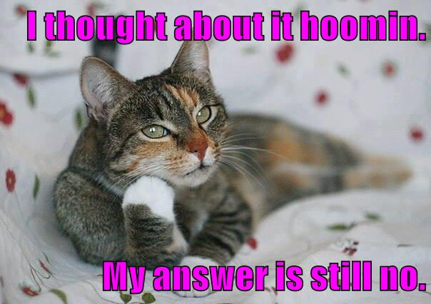 My answer - Lolcats - lol | cat memes | funny cats | funny cat pictures ...