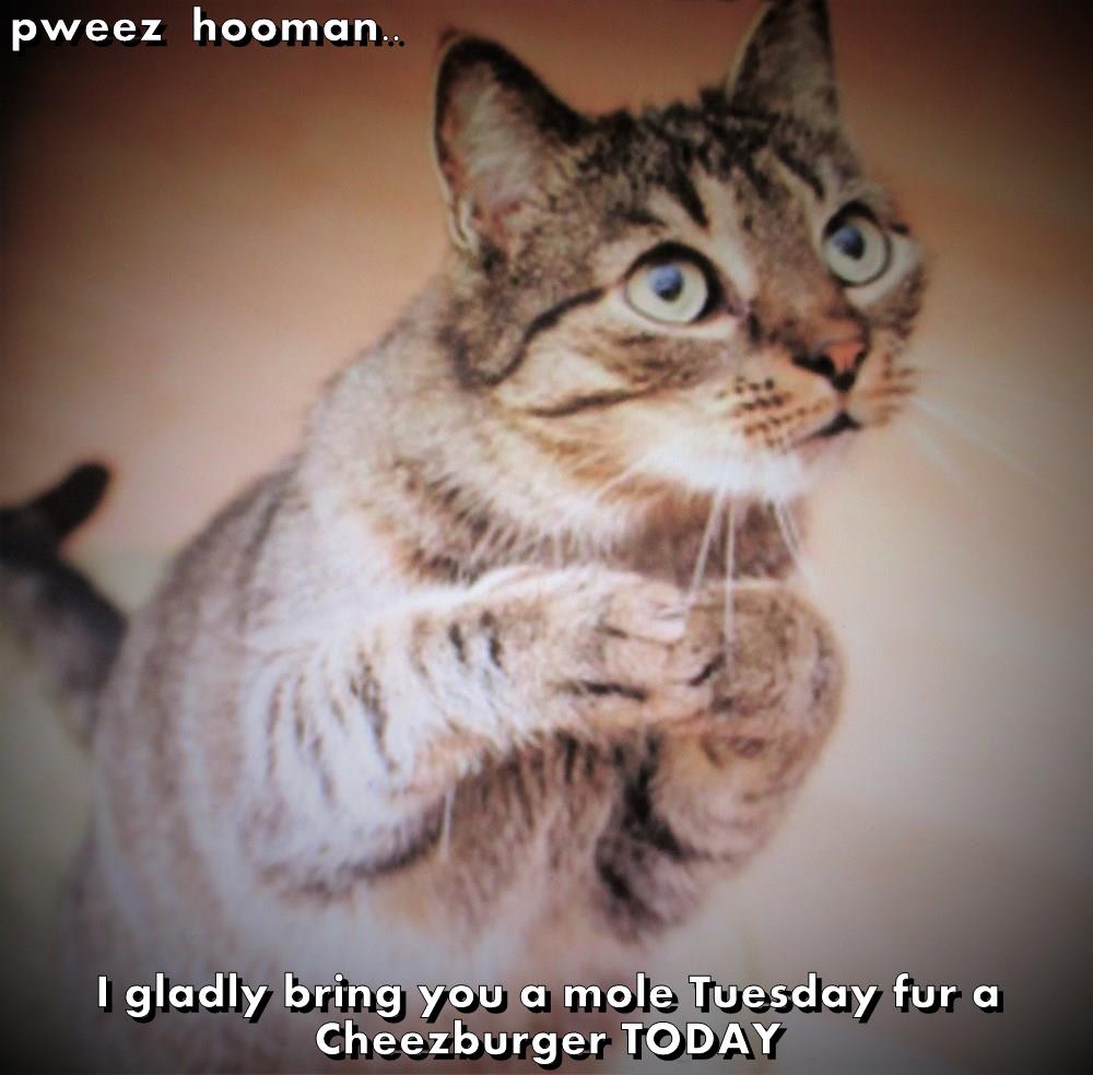 Pweez Hooman Lolcats Lol Cat Memes Funny Cats Funny Cat