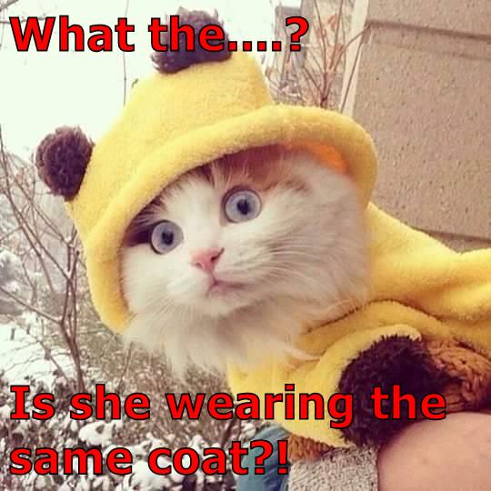 What the.? - Lolcats - lol, cat memes, funny cats, funny cat pictures  with words on them, funny pictures, lol cat memes