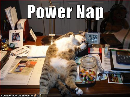 Power Nap - Lolcats - lol | cat memes | funny cats | funny cat pictures ...