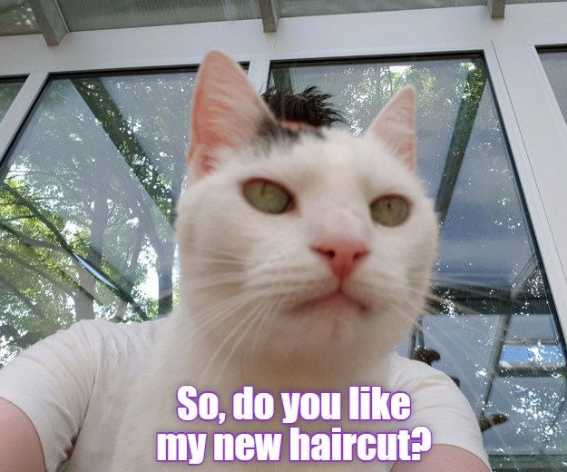 Cool Cat Is Cool Lolcats lol cat memes funny cats funny cat pictures with words on