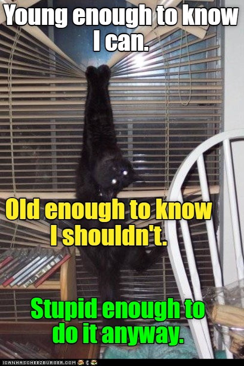 Know it all - Lolcats - lol | cat memes | funny cats | funny cat ...