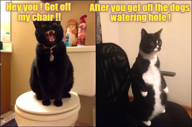Off you go - Lolcats - lol | cat memes | funny cats | funny cat ...