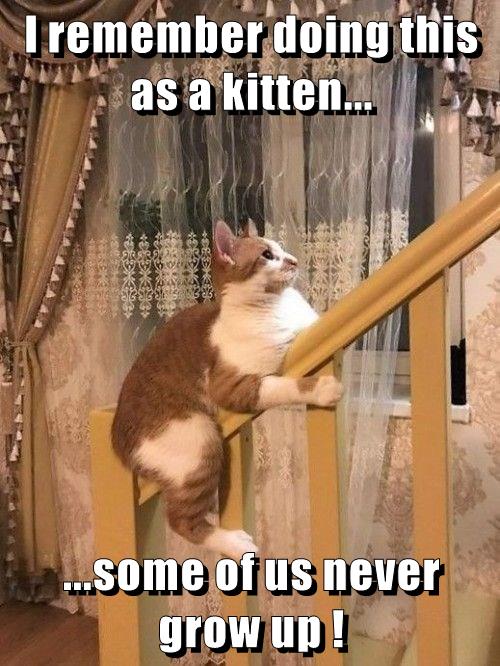 Some of us never grow up ! Lolcats lol cat memes funny cats