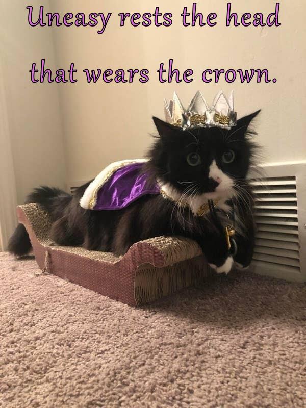 Uneasy rests the head that wears the crown. - Lolcats - lol | cat memes ...