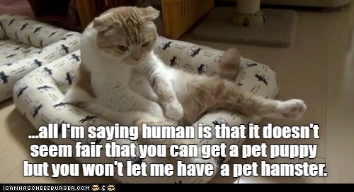 Grossly unfair - Lolcats - lol | cat memes | funny cats | funny cat ...